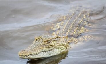 Floating Alligator, Alligator Investing