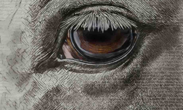 closeup shot of us dollar bill featuring eye