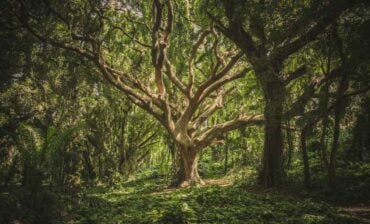 The Greenaissance and Modern Day “Dirty 30”