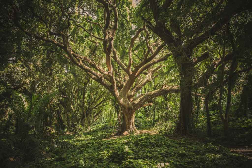 The Greenaissance and Modern Day “Dirty 30”