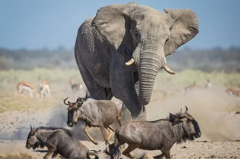 2015 Silver Summit, India and the Elephant in the Room