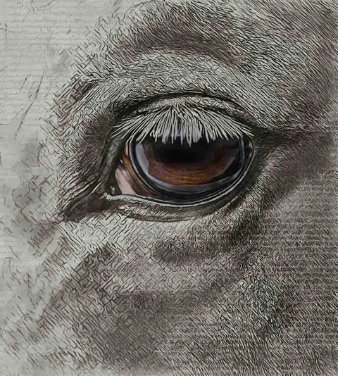 closeup shot of us dollar bill featuring eye