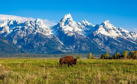 Large,Bison buffalo,Walking,In,A,Grass,Field,In,Front,Of