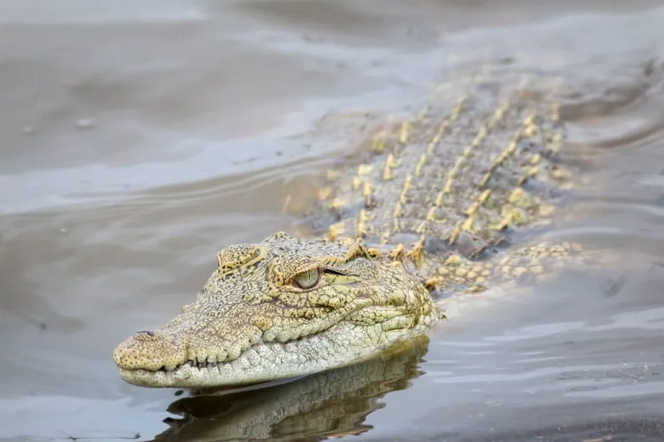 Floating Alligator, Alligator Investing