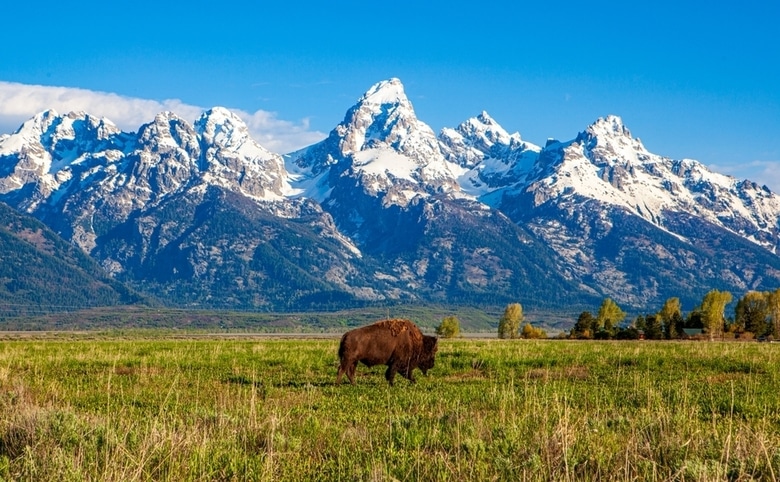 Large,Bison buffalo,Walking,In,A,Grass,Field,In,Front,Of